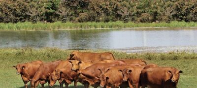 Número de criadores de senepol cresce 33% em um ano e a expectativa é de mercado aquecido em 2016