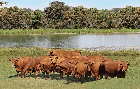 Número de criadores de senepol cresce 33% em um ano e a expectativa é de mercado aquecido em 2016