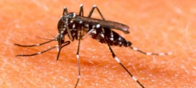 Igreja Católica decide entrar na “guerra” contra o Aedes aegypti