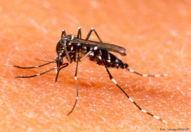 Igreja Católica decide entrar na “guerra” contra o Aedes aegypti