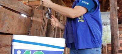 Mato Grosso do Sul fica entre os três estados com melhor cobertura vacinal contra febre aftosa