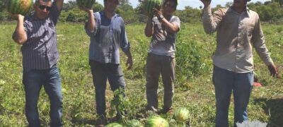 Pequeno produtor Rural começa escoar produção de melancia em Bela Vista