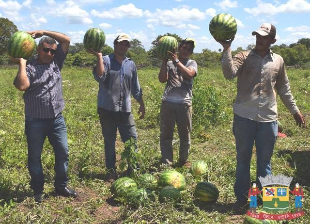Pequeno produtor Rural começa escoar produção de melancia em Bela Vista