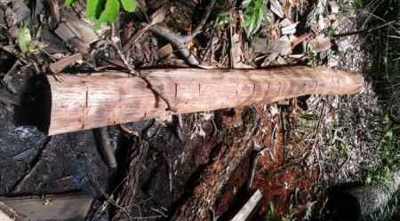 PMA autua fazendeiro em R$ 55 mil por exploração de aroeira e derrubada mata ciliar de córrego