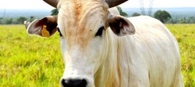 Iagro inicia a 1ª etapa de vacinação contra Febre Aftosa em Mato Grosso do Sul