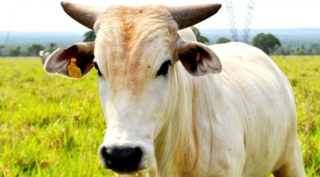 Iagro inicia a 1ª etapa de vacinação contra Febre Aftosa em Mato Grosso do Sul