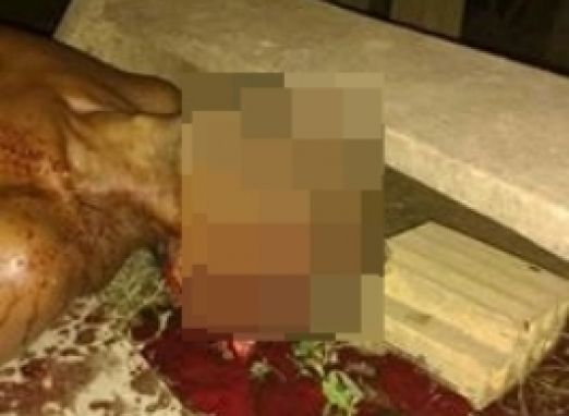 Imagens Fortes! Agricultor é morto com tiro de espingarda na cabeça; acusado já está preso