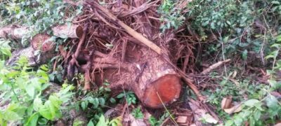 PMA autua arrendatário de Bela Vista em R$ 6 mil por exploração ilegal de madeira de lei