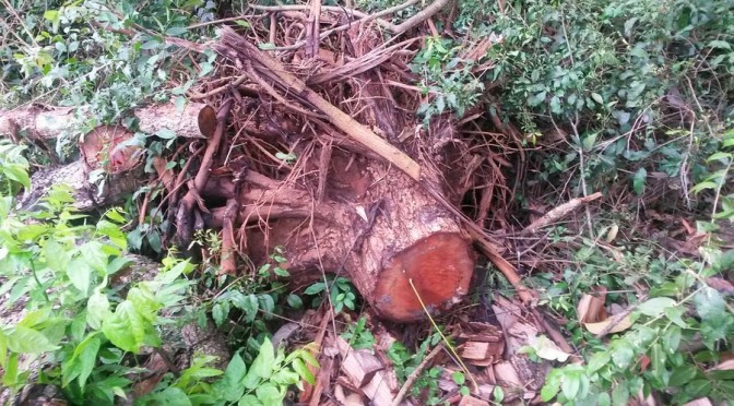 PMA autua arrendatário de Bela Vista em R$ 6 mil por exploração ilegal de madeira de lei