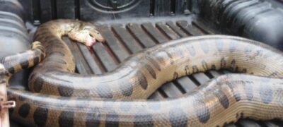 PMA captura sucuri de 5,5 metros atropelada na BR 262