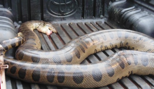 PMA captura sucuri de 5,5 metros atropelada na BR 262