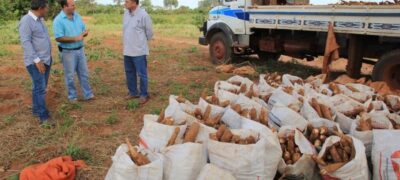 Cultivo de mandioca tem apoio da prefeitura, produtor tem bons lucros  