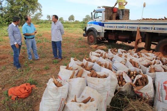 Cultivo de mandioca tem apoio da prefeitura, produtor tem bons lucros  