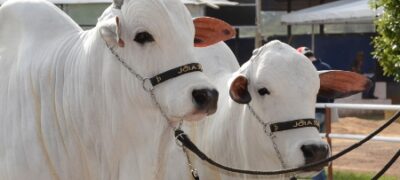 Sindicato Rural de Bela Vista prepara uma grande festa para comemorar os 45 anos de Expobel