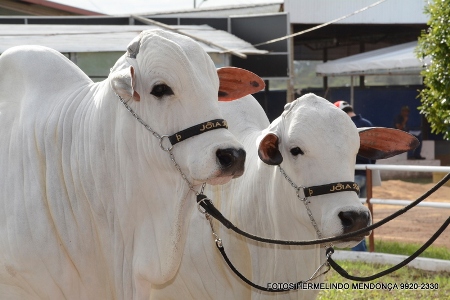 Sindicato Rural de Bela Vista prepara uma grande festa para comemorar os 45 anos de Expobel