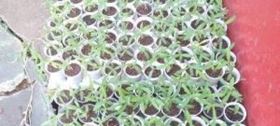 Caracol, concorre a Prêmio Nacional