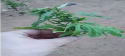 Em Bela Vista, adolescente e detido por cultivar Maconha em casa