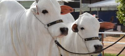 Governador pede à Embrapa doação de área para pesquisa de recuperação de pastagens degradadas