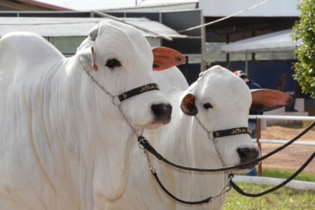 Governador pede à Embrapa doação de área para pesquisa de recuperação de pastagens degradadas