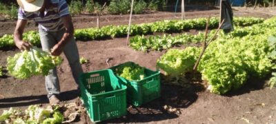 Horto municipal produz hortaliças e distribui para entidades