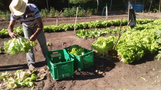 Horto municipal produz hortaliças e distribui para entidades