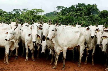 Fazendeiro é preso por fraudar compra de gado em Bonito