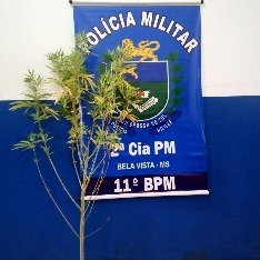 PM de Bela Vista recolhe pé de maconha