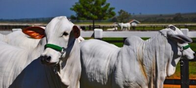 Período de férias determina ritmo no preço da arroba em MS