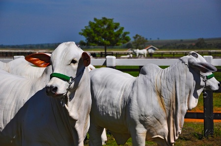 Período de férias determina ritmo no preço da arroba em MS