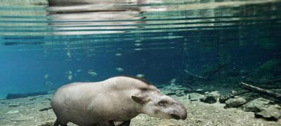 National Geographic exibe registros da fauna do Recanto Ecológico Rio da Prata