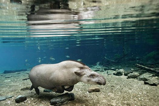 National Geographic exibe registros da fauna do Recanto Ecológico Rio da Prata