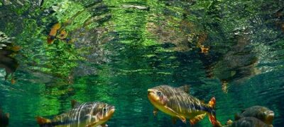 Registro de piraputangas em Jardim conquista segundo lugar em prêmio nacional