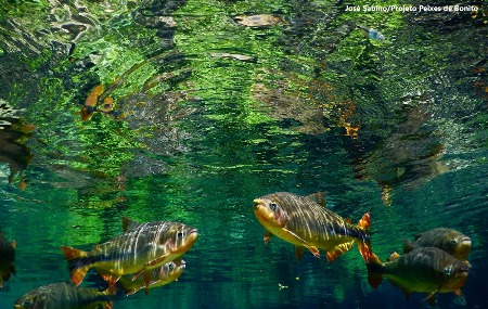 Registro de piraputangas em Jardim conquista segundo lugar em prêmio nacional