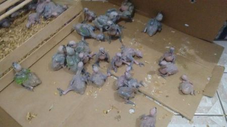 PMA apreende 175 filhotes de papagaios em Bataguassu em operação de combate ao tráfico de animais silvestres