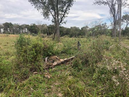 Polícia Militar Ambiental de Jardim usa drone autua infrator por desmatamento ilegal de 8,5 hectares de vegetação nativa