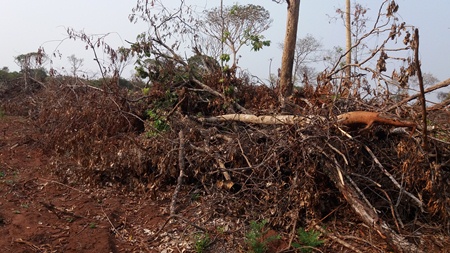Polícia Militar Ambiental de Bela Vista autua dois assentados em R$ 4,2 mil por desmatamentos ilegais de 14 hectares