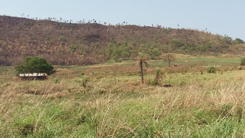 Polícia Militar Ambiental de Bela Vista autua infrator por desmatamento ilegal de 9 hectares de vegetação
