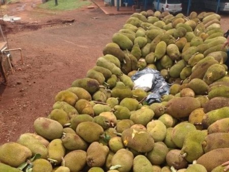 Caminhoneiros são presos em Ponta Porã com maconha escondida em meio a jacas