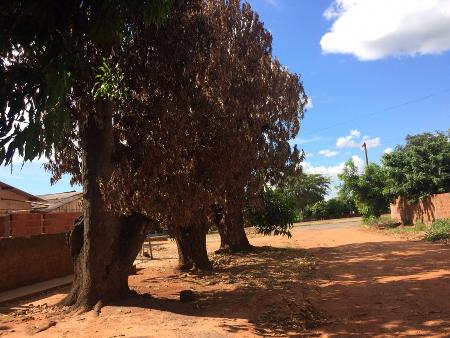Polícia Militar Ambiental de Jardim autua homem de 43 anos por envenenar árvores em via pública