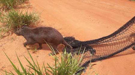 Polícia Militar Ambiental de Coxim captura capivara no centro da cidade