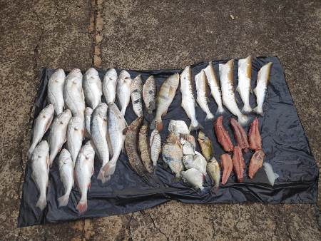 PMA de Aparecida do Taboado prende e autua comerciante voltando de pescaria ilegal com pescado e redes de pesca