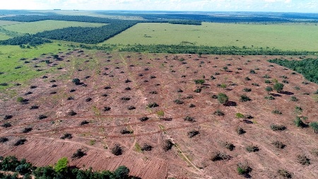 PMA de Cassilândia autua mulher de 66 anos em R$ 11,7 mil por derrubada de árvores em área de 39 hectares para formação de pastagem