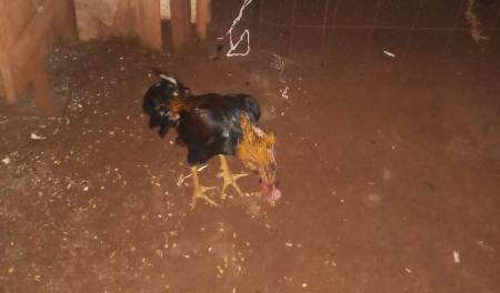 Polícia Militar Ambiental de Dourados autua em R$ 15 mil infrator detido por PM de Ponta Porã por maus-tratos a animais que teve 30 galos apreendidos