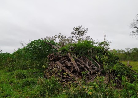 PMA de Bela Vista autua infrator em R$ 13 mil por desmatamento ilegal de 42,5 hectares de vegetação nativa