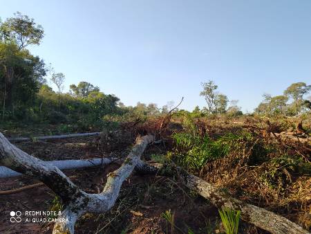 Polícia Militar Ambiental de Bela Vista autua dois assentados em R$ 4,5 mil por desmatamento, e por exploração ilegal de madeira