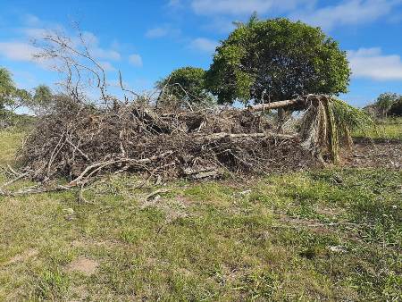 PMA de Jardim autua paulistano de 32 anos em R$ 9,6 mil por derrubada ilegal de 32 árvores