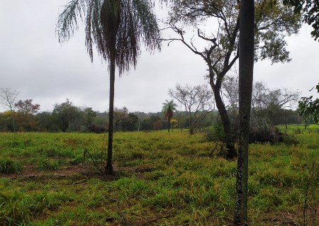 PMA de Bela Vista autua proprietário e arrendatário de fazenda por desmatamentos ilegais para plantio de lavoura e pastagem