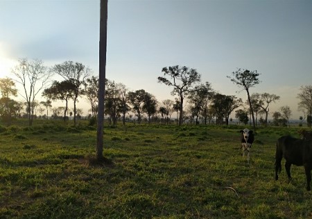 PMA de Bela Vista autua infrator por desmatamento ilegal de 16 hectares de vegetação nativa e orienta produtores rurais sobre desmatamentos