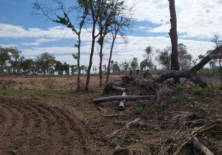 Polícia Militar Ambiental de Bela Vista autua infrator em R$ 54 mil por desmatamento e exploração de madeira