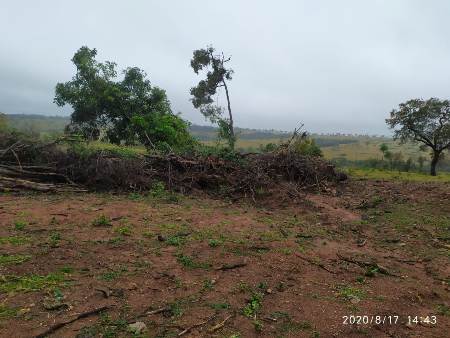 Polícia Militar Ambiental de Bela Vista autua fazendeira em R$ 7 mil por desmatamento e exploração de madeira